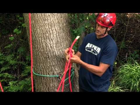 arborist rigging techniques
